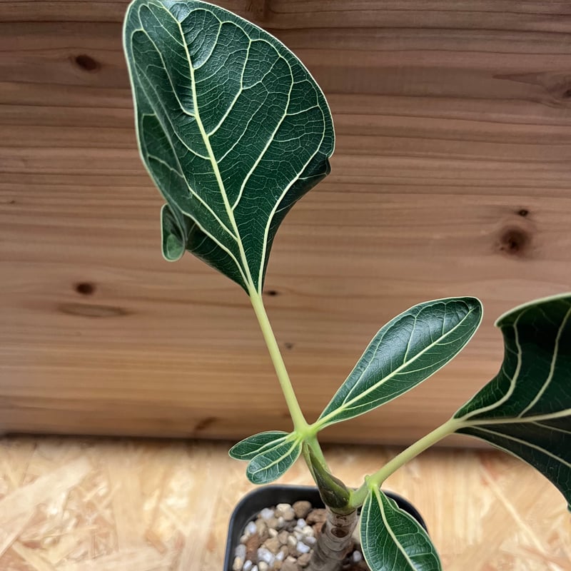 みさと フィカス クリシュナボダイジュ 植物 インテリア みさと