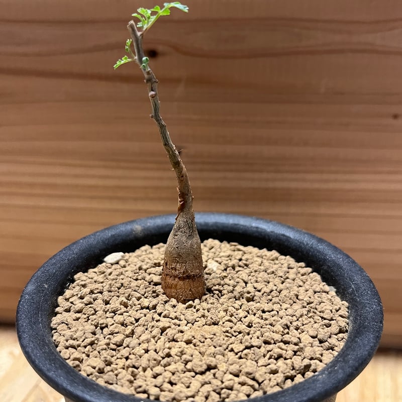 パキコルムス ディスカラー 象の木 | GREEN LUCK