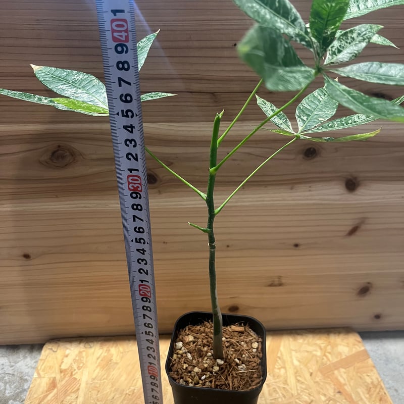 パキラ 斑入り 実生 | GREEN LUCK