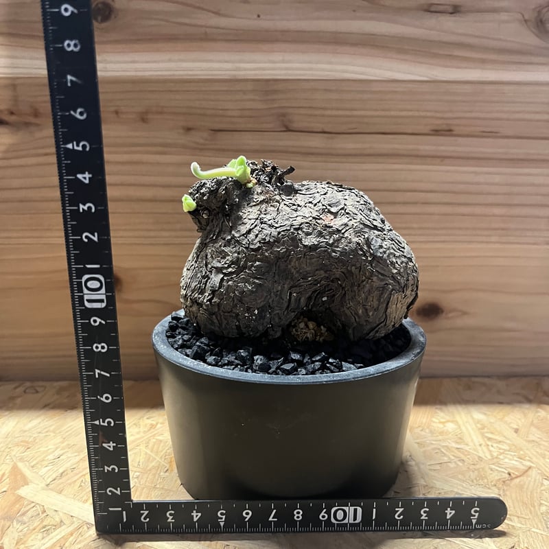 ペラルゴニウム トリステ | GREEN LUCK