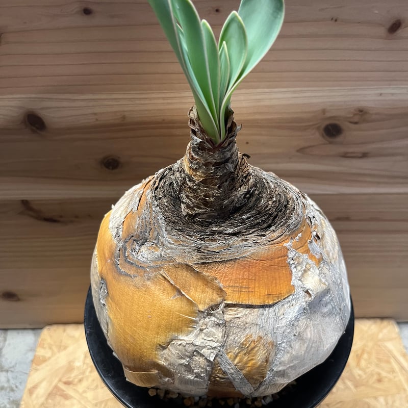 ブーファン ハエマンソイデス | GREEN LUCK