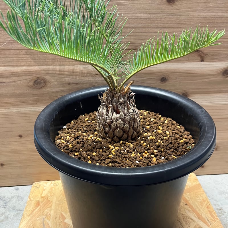 サイカス カイルンシアナ | GREEN LUCK