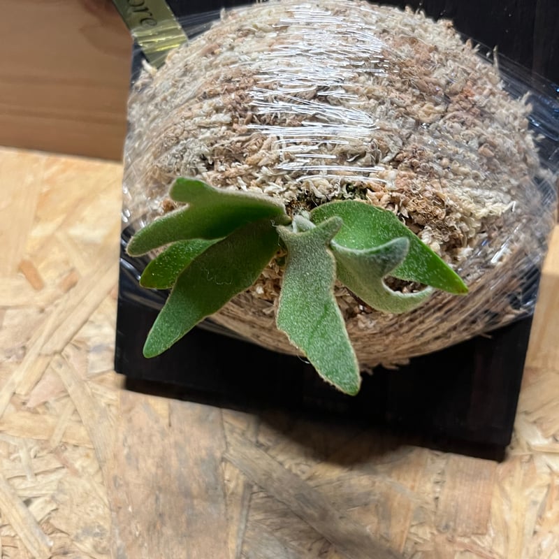 ビカクシダ ウィリンキー ナノ スポア | GREEN LUCK