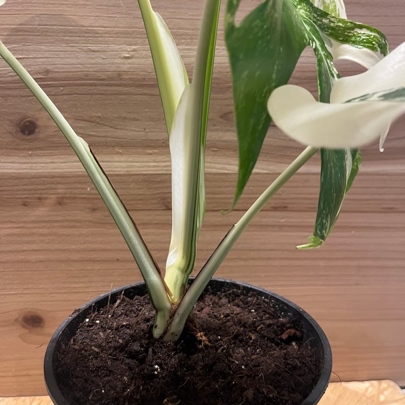 斑入りモンステラ ボルシギアナ 'ホワイトタイガー' | GREEN LUCK