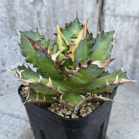 アガベチタノタレッドキャットウィーズル | STORES