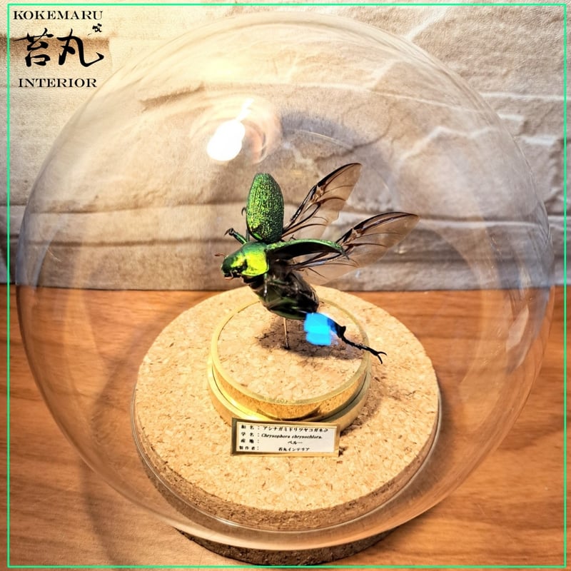 昆虫標本】アシナガミドリツヤコガネ飛翔仕上げ 美麗種ガラスドーム