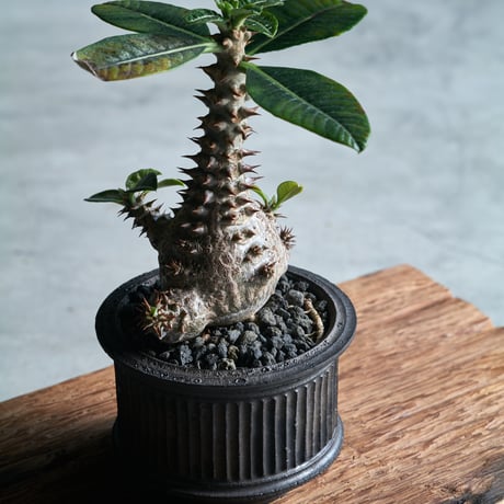 小野瀬一 | STORES