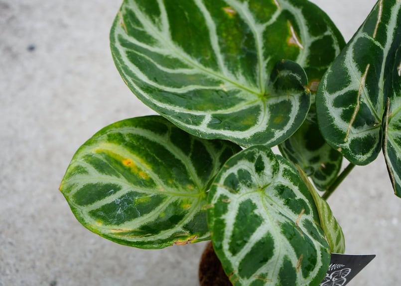アンスリウム ドラヤキ クリスタリナム 3.5号 レア植物 モザイク様で