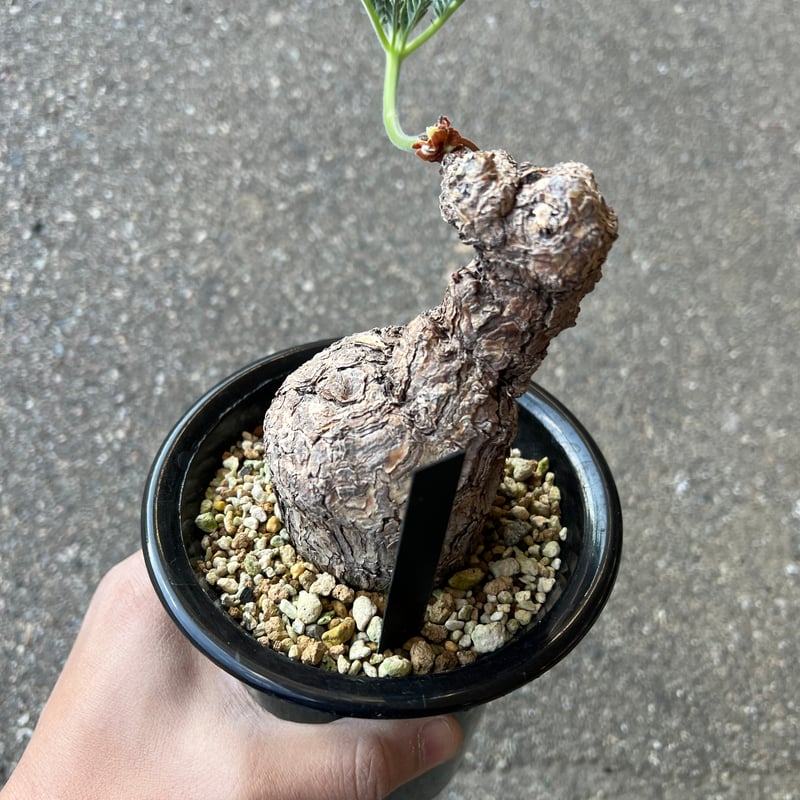 ペラルゴニウム トリステ | STELLA.PLANTS