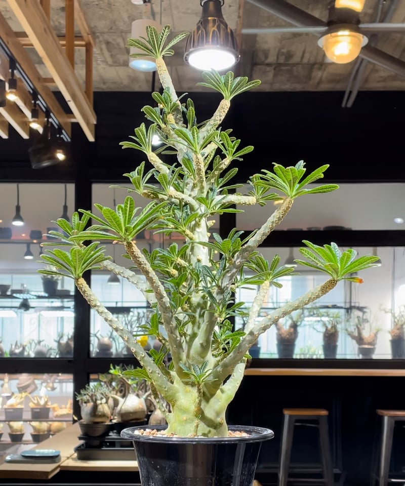 ドルステニア ギガス 実生 発根済 (dg-002) | RISE-CAUDEX ONLIN