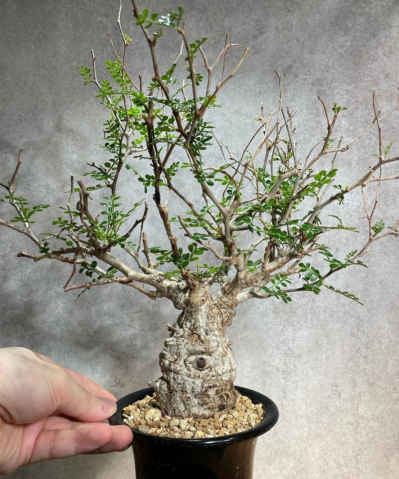 オペルクリカリア パキプス／Operculicarya pachypus 発根済 (塊根幅6c