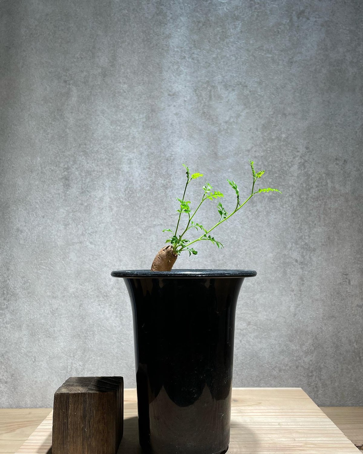 オペルクリカリア パキプス 根差し (商品番号PP-59) | RISE-CAUDEX ONL