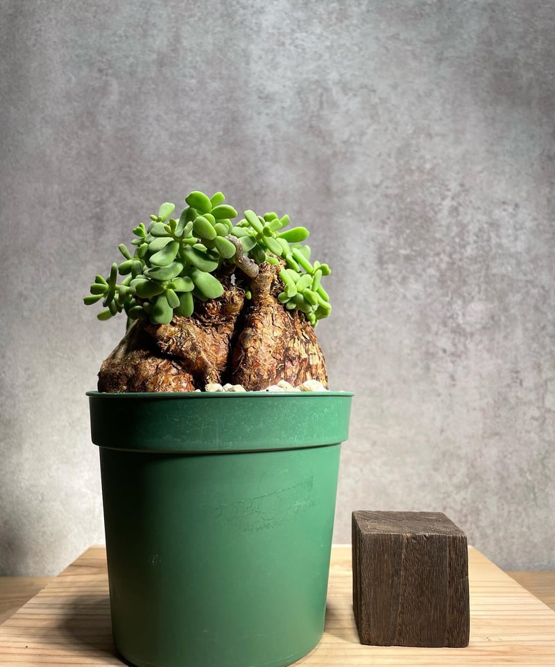 ケラリア ピグマエア／Ceraria pygmaea 発根済 (商品番号pm-3) | RIS