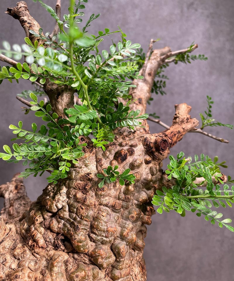 オペルクリカリア パキプス／Operculicarya pachypus 発根済 (商品番号P