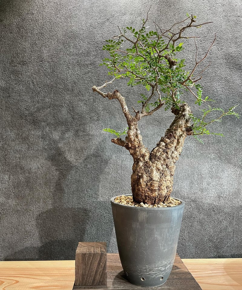 オペルクリカリア パキプス／Operculicarya pachypus 発根済 (塊根幅7