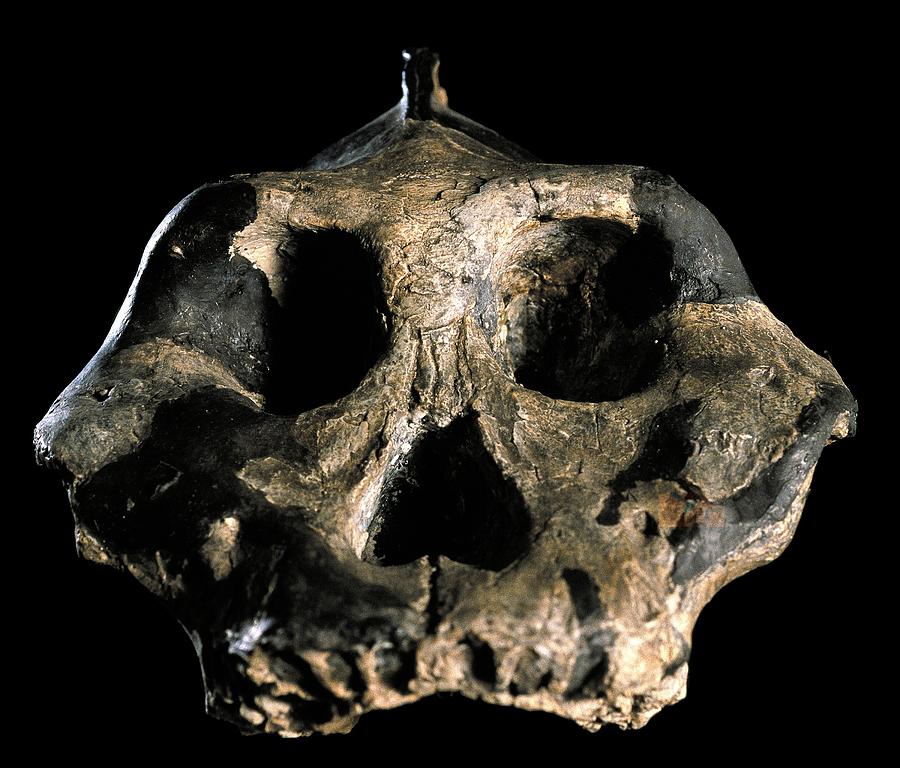 Paranthropus aethiopicus (KNM-WT 17000) #1 by Javier Trueba / Msf