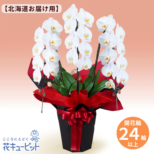 胡蝶蘭 3本立（開花輪白24以上）赤系ラッピング - 花鉢（胡蝶蘭・洋蘭