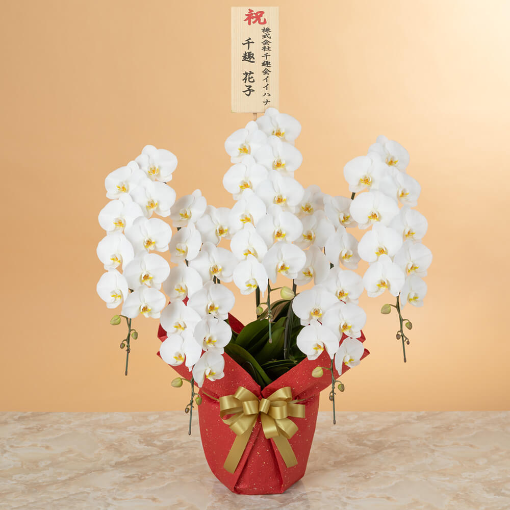 大輪胡蝶蘭「5本立ち（白）～プレミアムクラス～」｜法人向けビジネス