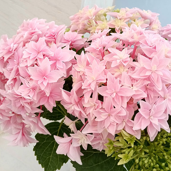 園芸ネット本店｜アジサイ：ダブルダッチ エダム（ピンク） 4号鉢植え