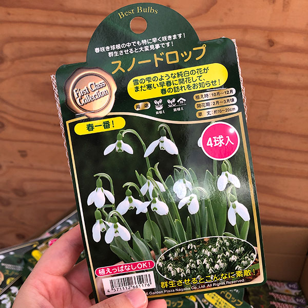 園芸ネット本店｜スノードロップ：一重咲き 4球入り の通販【公式】