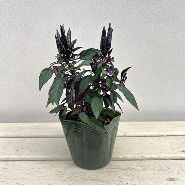 園芸ネット本店｜トウガラシ：悪魔の爪3.5号ポット 6株セット の通販