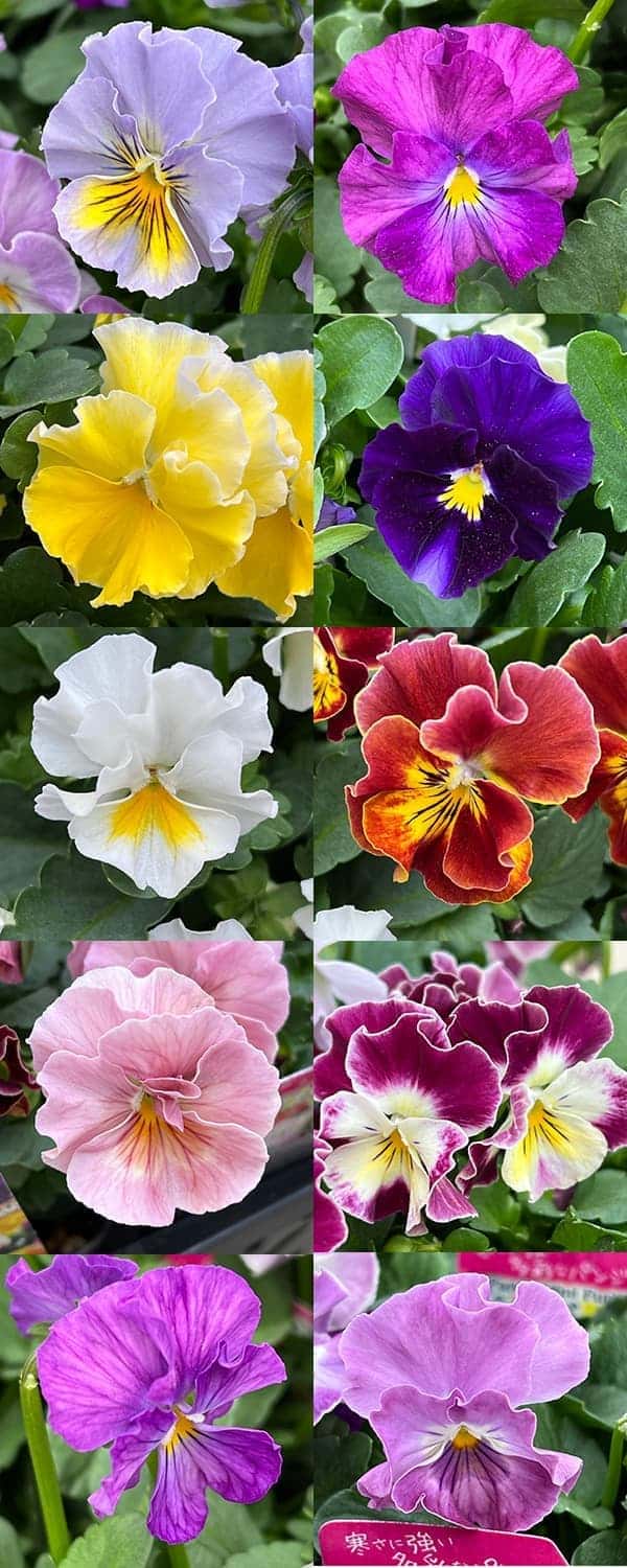 園芸ネット本店｜ビオラ（小輪系フリル咲き）：ミニフリフリ（花色