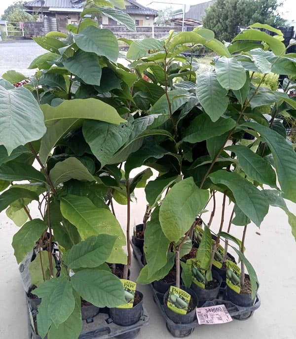 園芸ネット本店｜ポポー（実生苗）3号ポット の通販【公式】