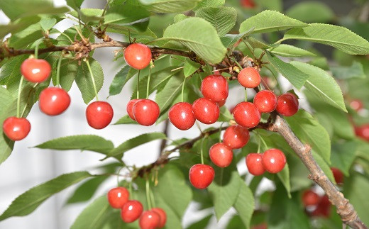 06T0002 新春超早出しさくらんぼ（佐藤錦・㈱ジェイエイてんどうフーズ