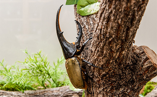 1セット限定！】完璧育成！上峰町産「ヘラクレスオオカブト」 N-95