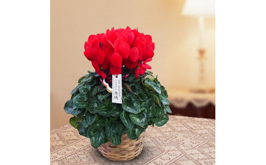 R3-51 星野愉司さんの真紅のシクラメン「赤城」（ギフト用バスケット