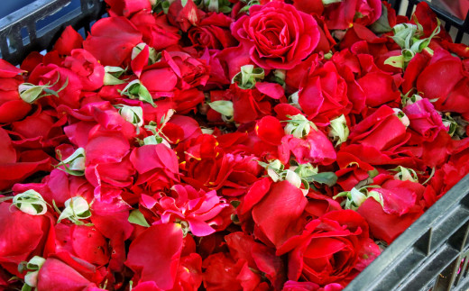 芳醇な薫り高い奥出雲薔薇園の薔薇を使用したローズサイダーセット