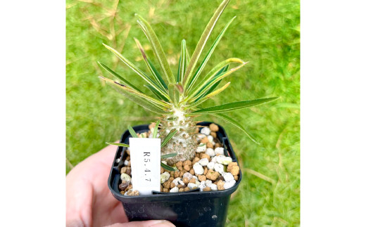 実生コーデックス(塊根植物)パキポディウムグラキリス1鉢【数量限定