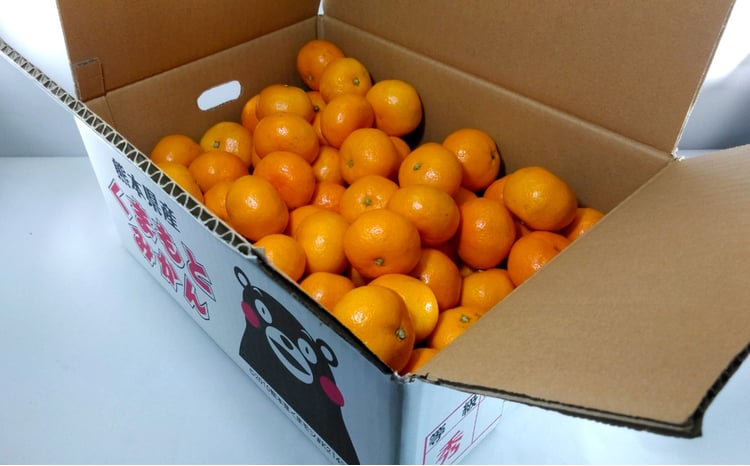 熊本市産 【手選別まごころ選果】 みかん 6kg サイズ2L～S 蜜柑