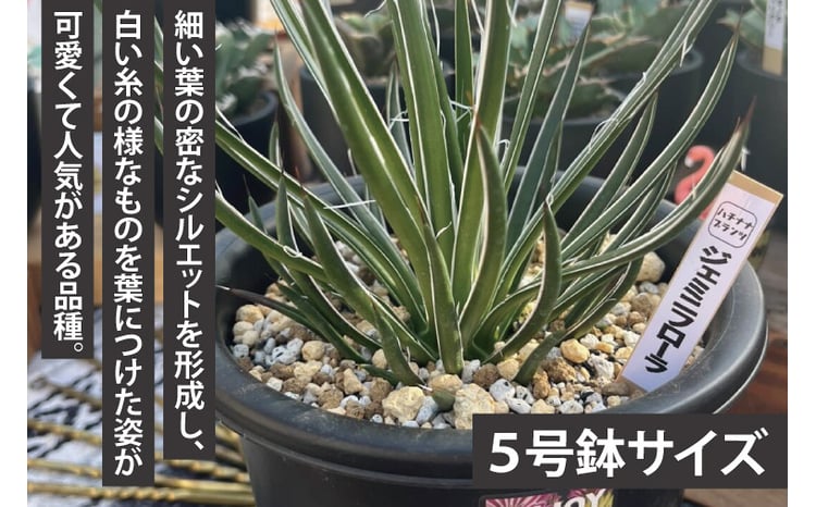 鹿嶋市産アガベ！ ジェミニフローラ 5号鉢【アガベ ジェミニフローラ