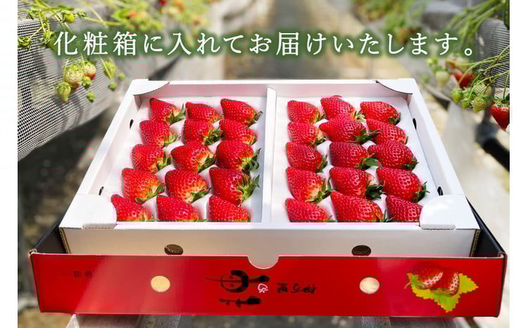 伊万里産「いちごさん」 250g×4 パック ～鶴田農園～ 046-B832【苺