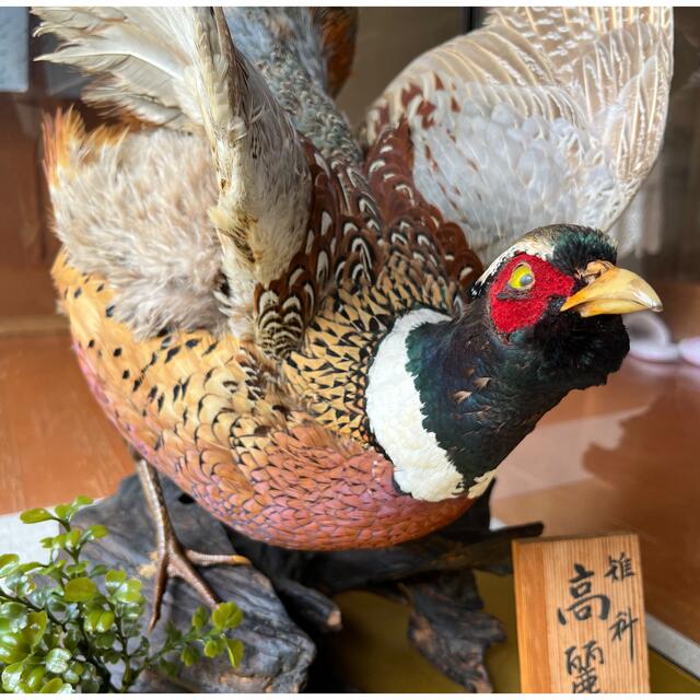 雉 剥製 本物 骨董品 約40年の通販 by 好きなものあります｜ラクマ