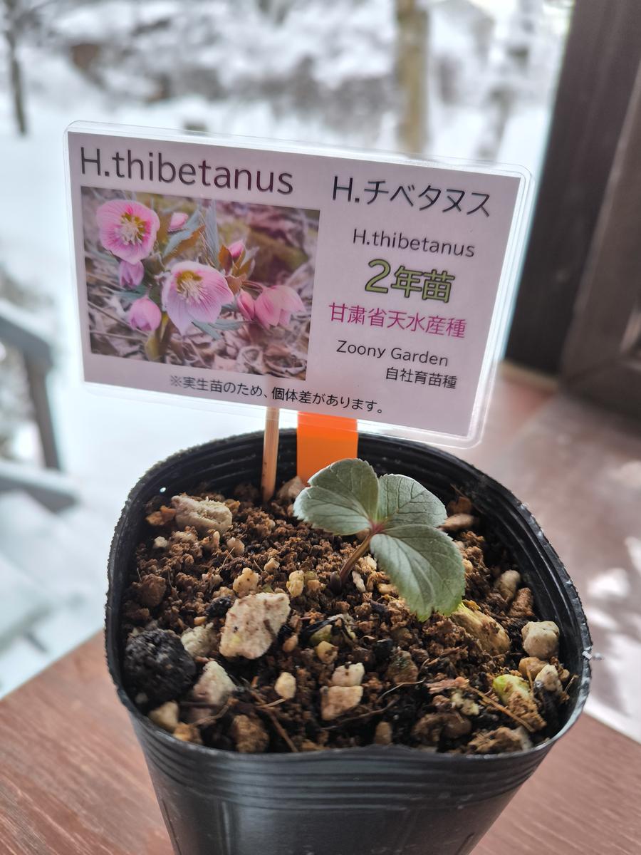 チベタヌスがやってきた🙌😍｜園芸日記byめめたん｜みんなの趣味の園芸