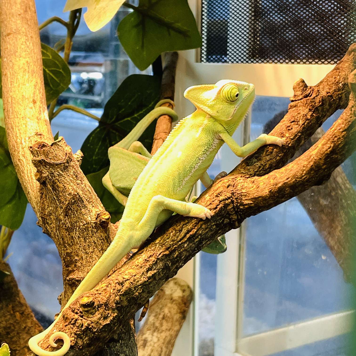 エボシカメレオンの販売 2026年 ペットショップJaRep(ジャレップ