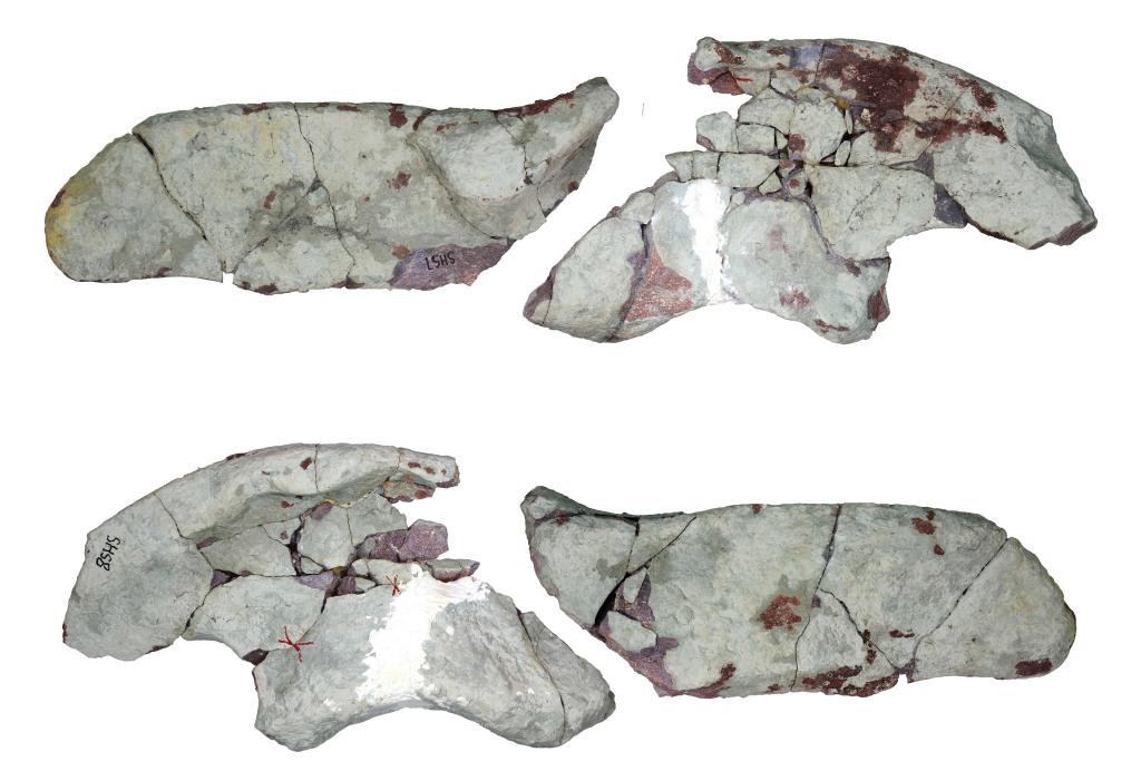 中国広東省でランベオサウルスの化石発見 7千万年前、華南地区で初