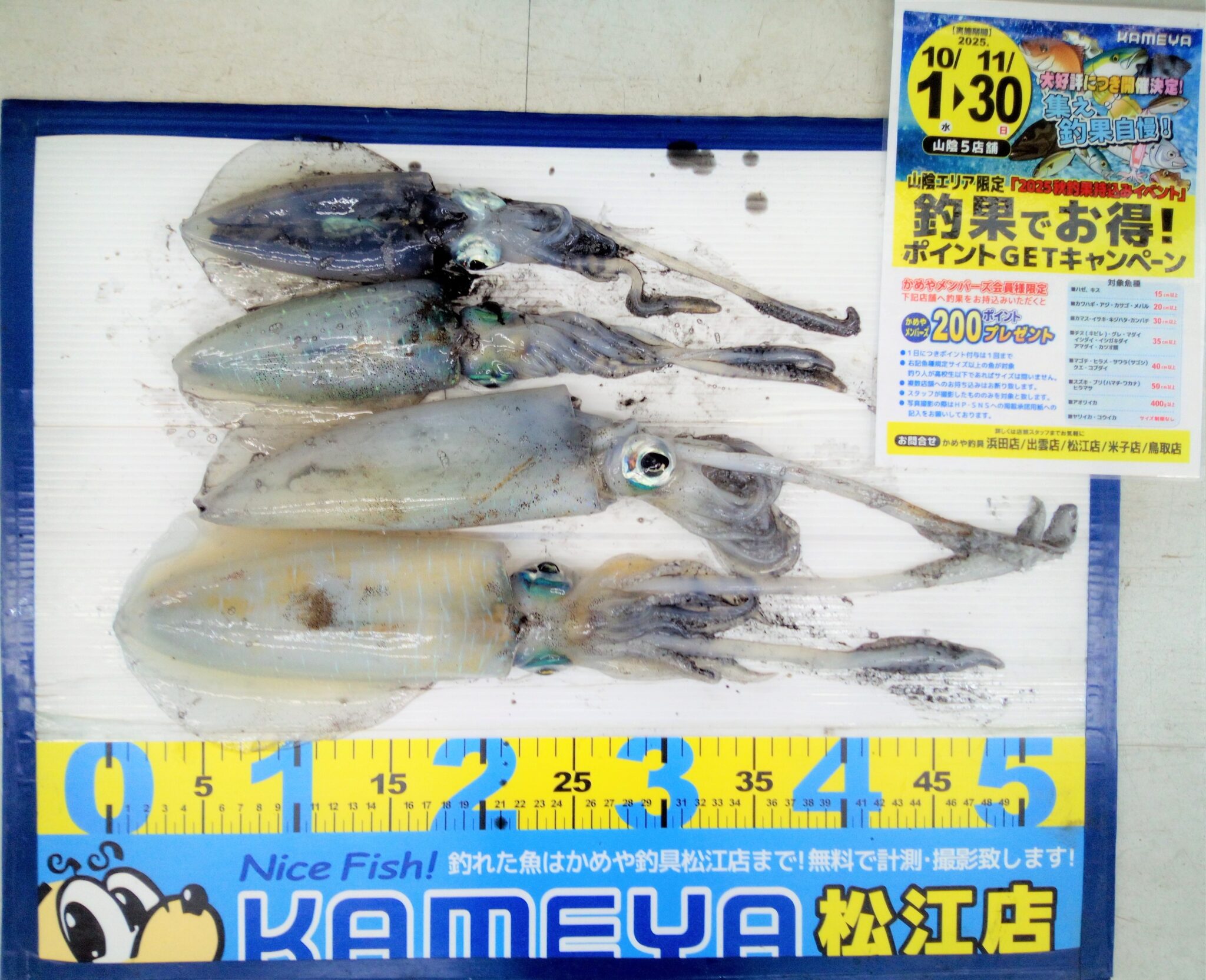 特盛り!アオリイカ釣り場 関東周辺（千葉・神奈川・静岡・新潟）厳選