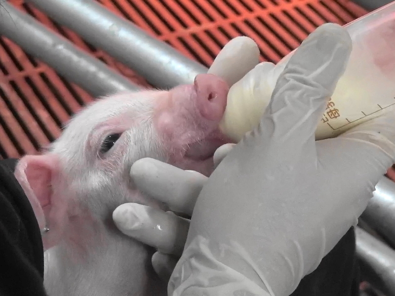 麻布大学|臨床繁殖学研究室