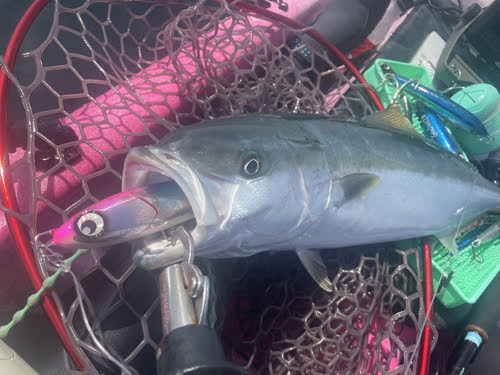 atoll・フラックフライ175 | フィッシング用品(ソルト),ルアー・仕掛け