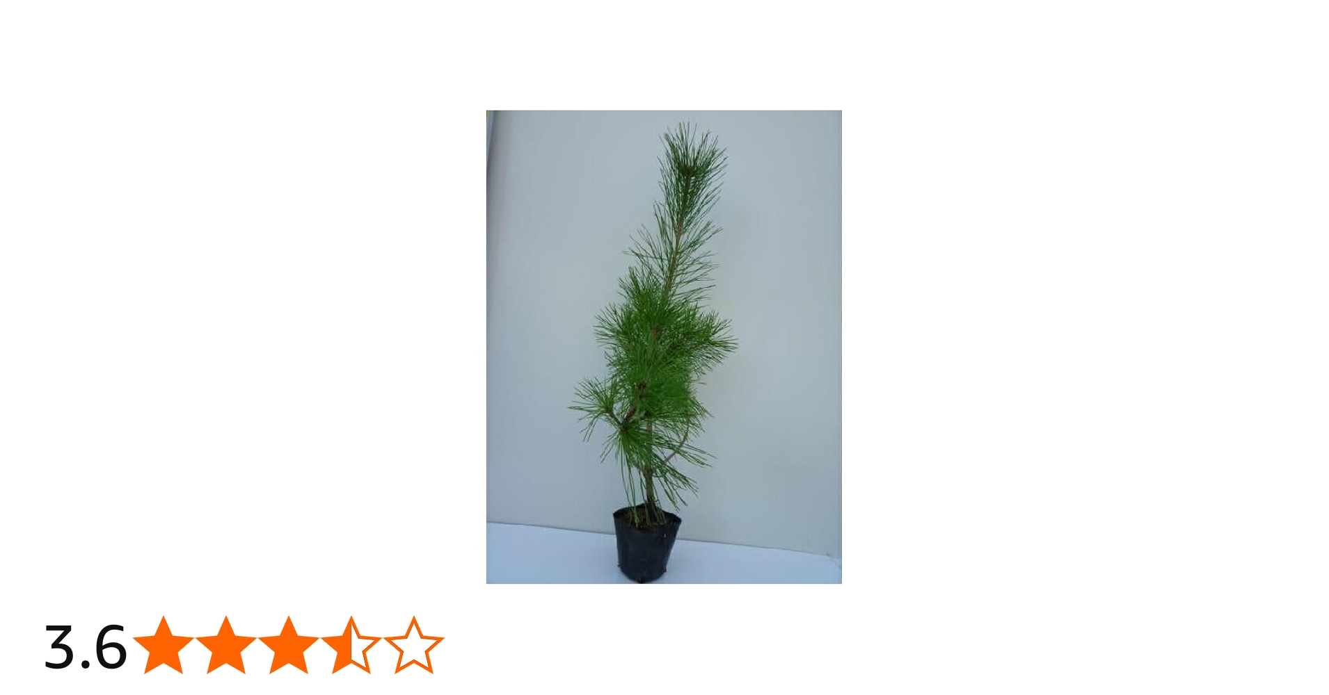 Amazon.co.jp: 苗/苗木 アカマツ 樹高0.3m前後 10.5cmポット 赤松 (雌