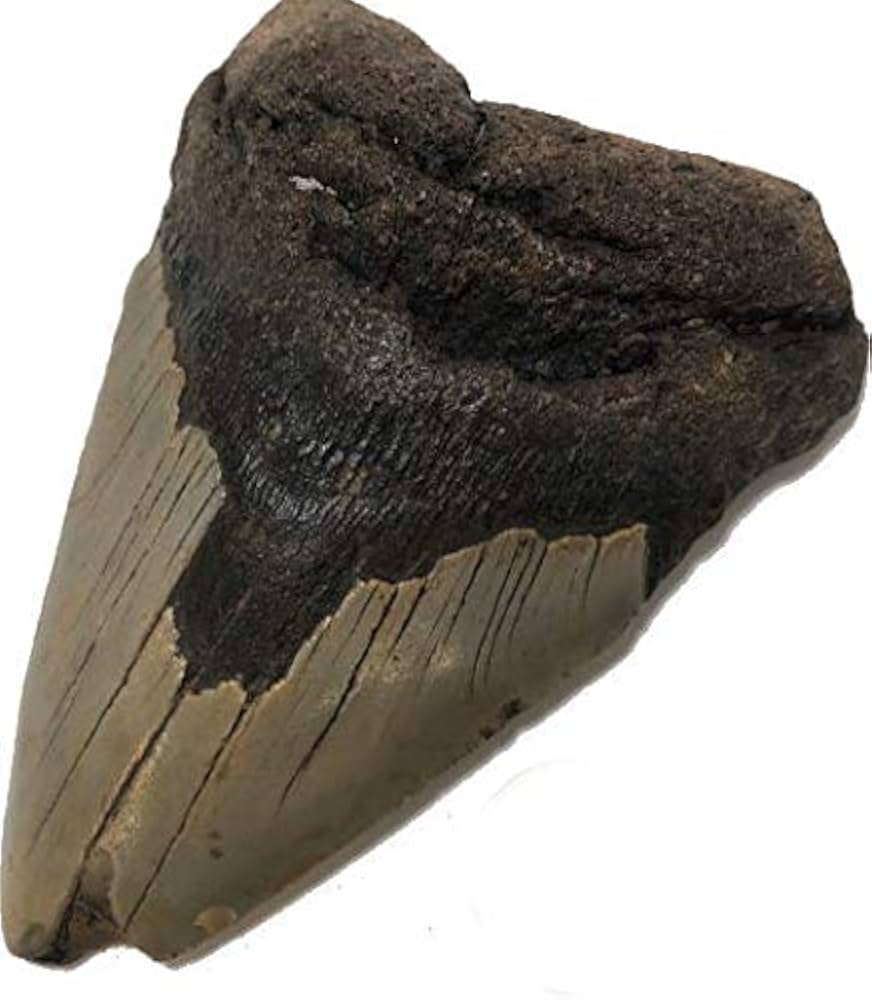 Amazon.co.jp: No.5205 メガロドンの歯化石 メガロドン 化石 恐竜 サメ