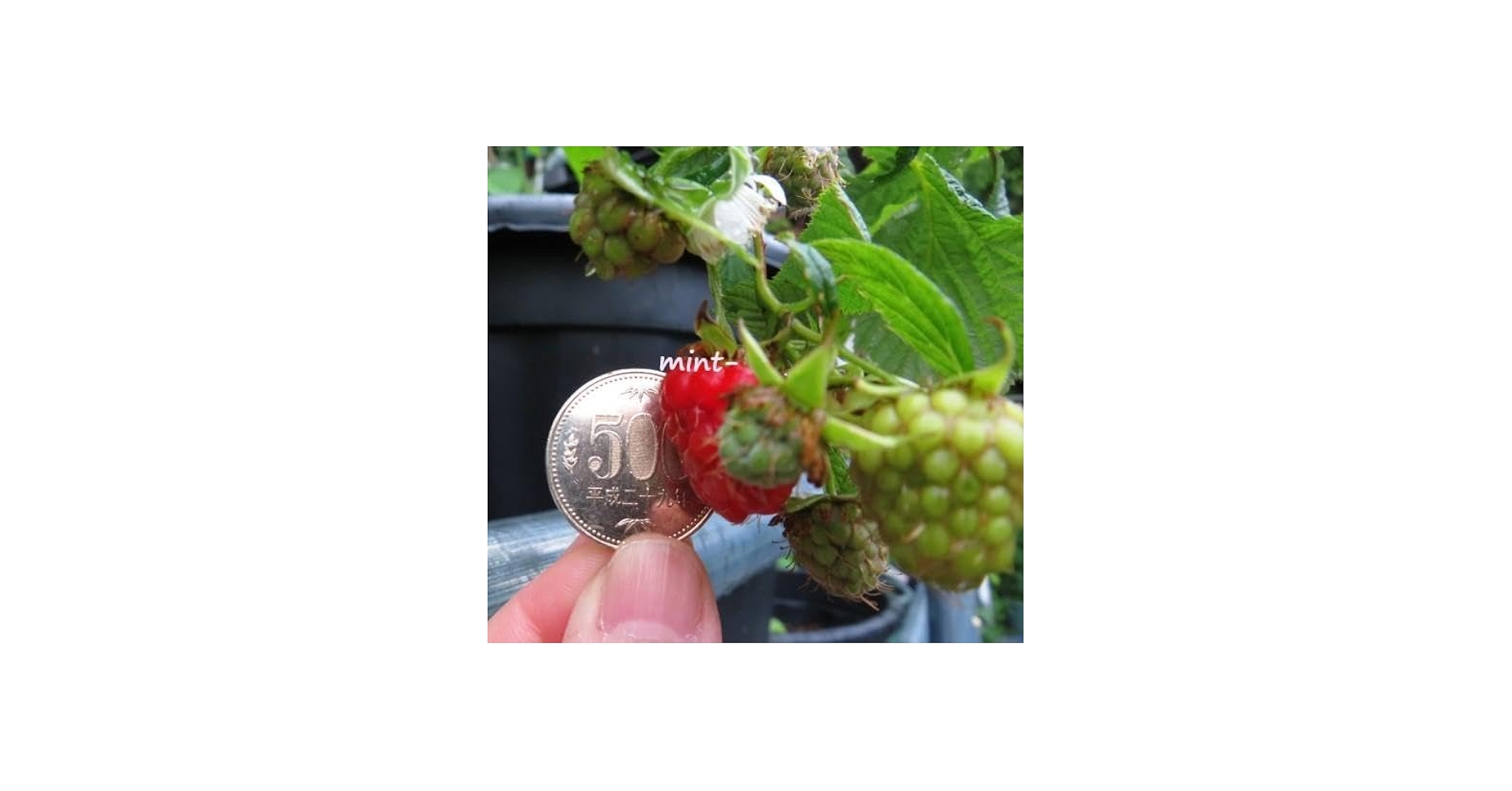 Amazon.co.jp: ラズベリー苗 Tulameen（トゥラミーン）新苗 : DIY