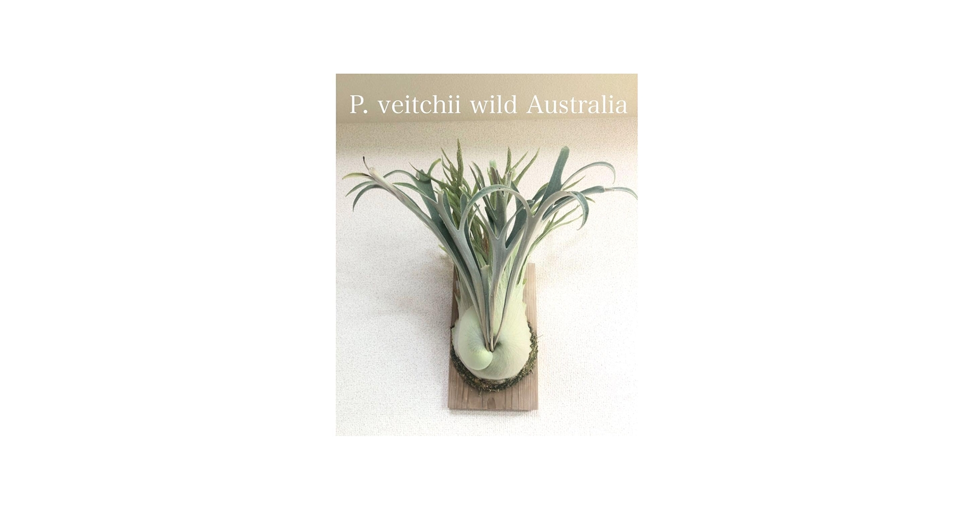 P.veitchii wild Australia OC 親株 群生 P.veitchii wild Australia