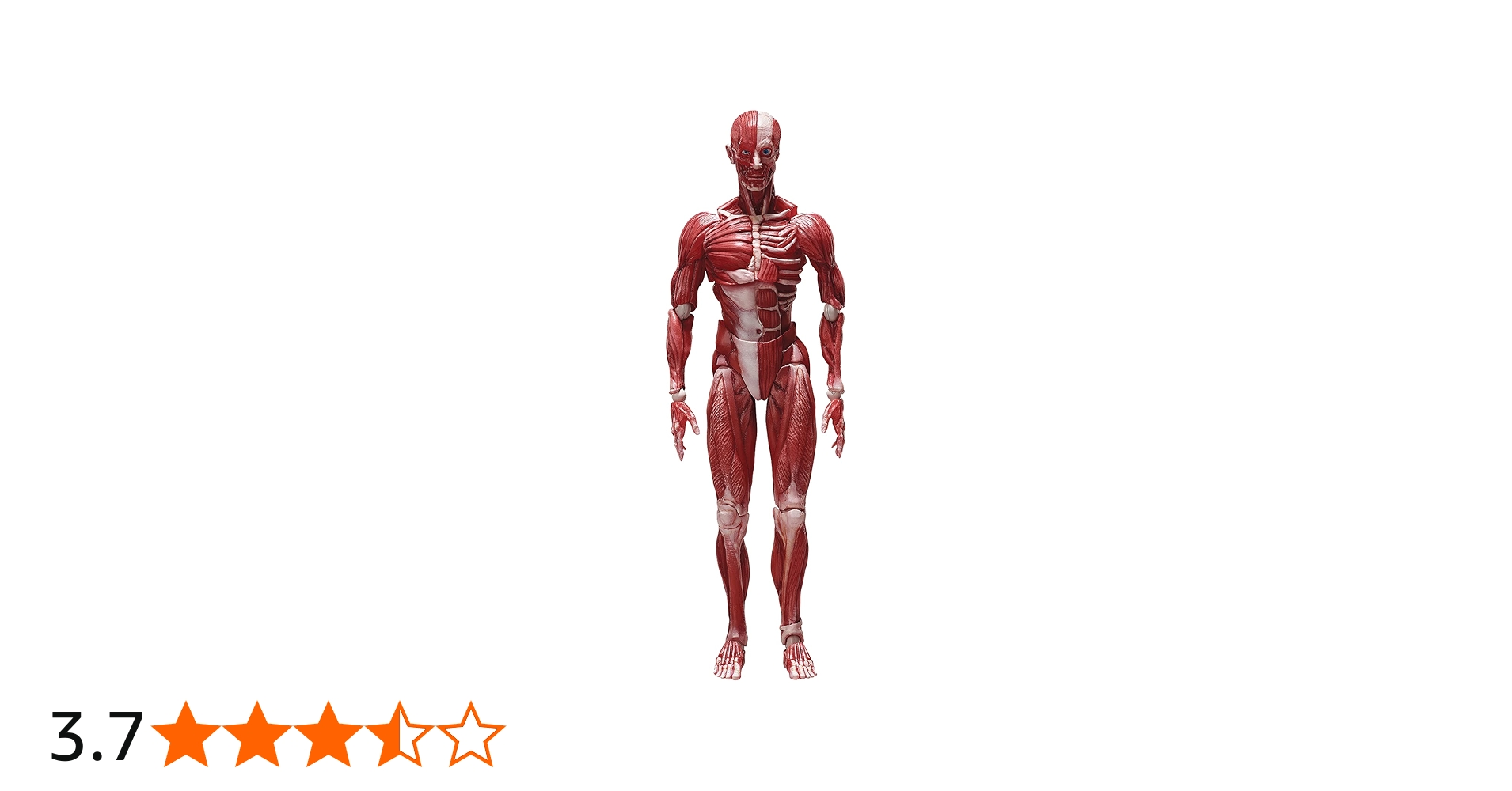 Amazon.co.jp: figma 人体模型 ノンスケール ABS&PVC製 塗装済み可動