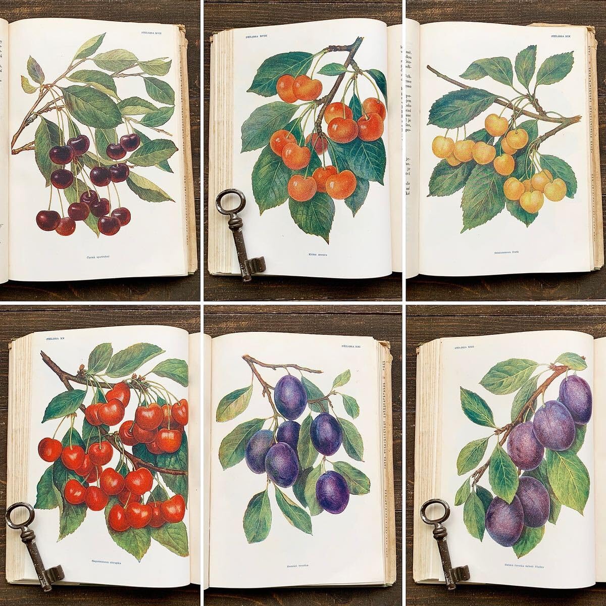 Amazon.co.jp: チェコの古い果物の図鑑(OVOCNARSTVI 1953年