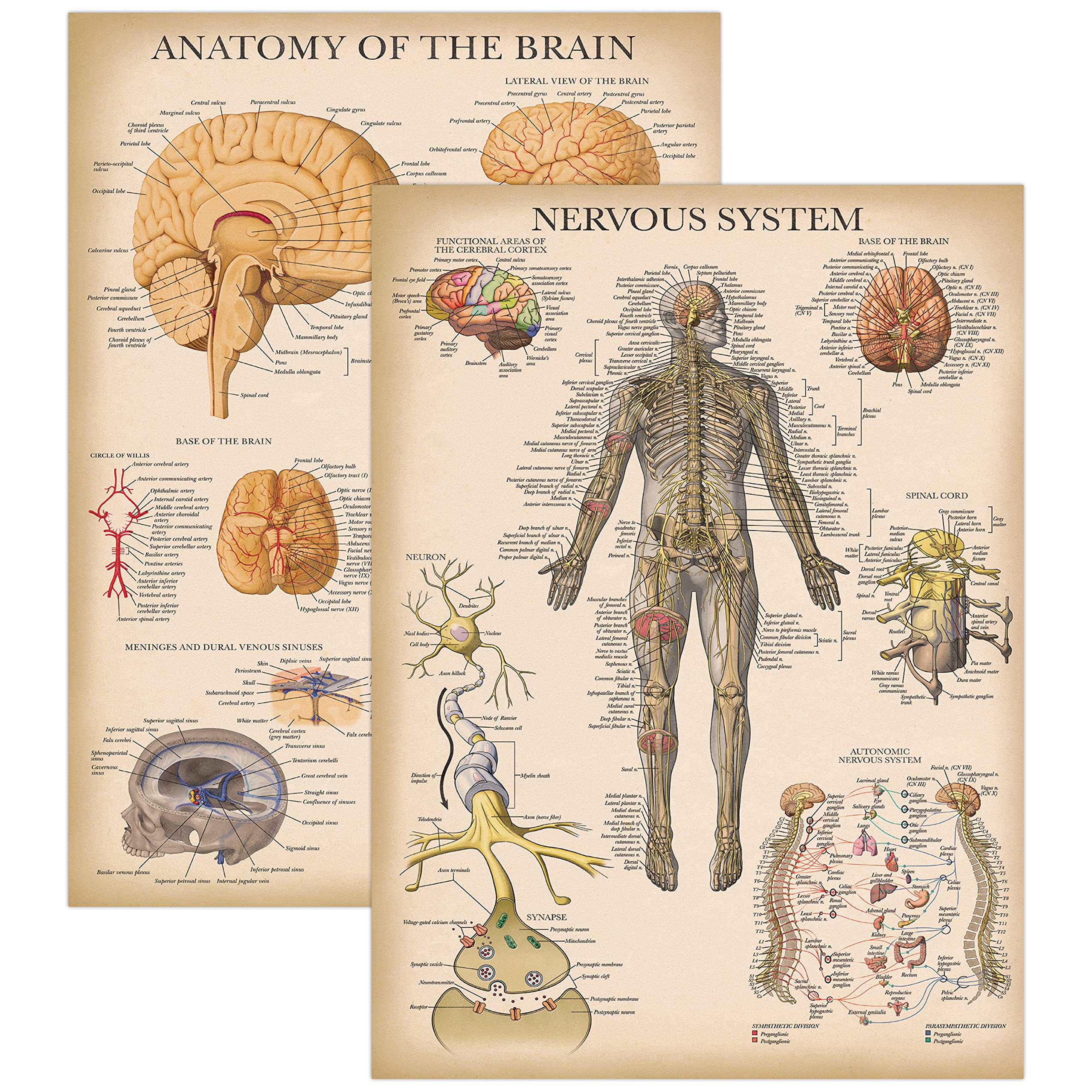 Amazon.com: Palace Learning 2 Pack - Vintage Nervous System