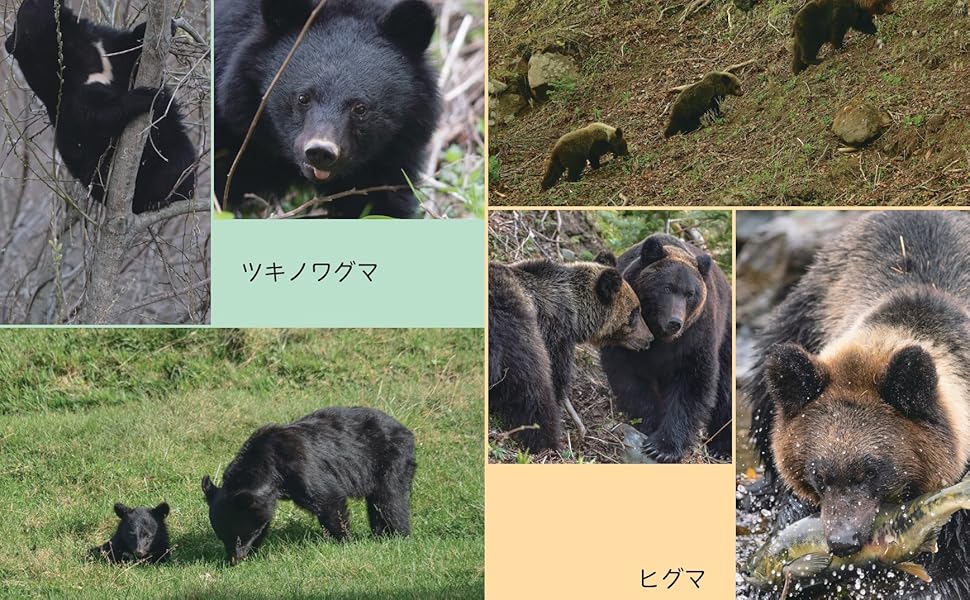 Amazon.co.jp: にっぽんのクマ : 山﨑晃司: Japanese Books